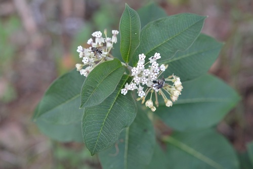 Asclepias similis (Asclepias similis)