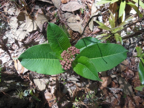 Asclepias similis (Asclepias similis)