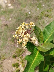 Asclepias similis (Asclepias similis)