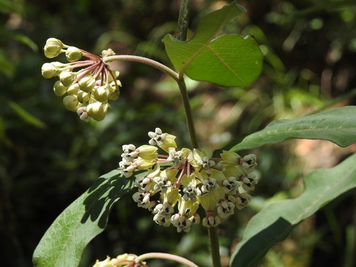 Asclepias similis (Asclepias similis)