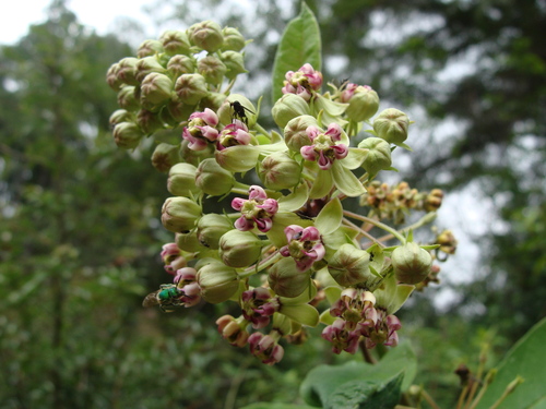 Asclepias similis (Asclepias similis)