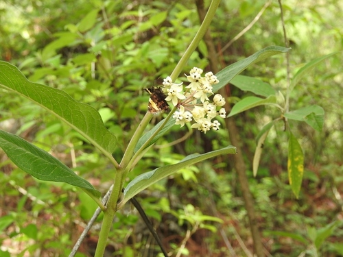 Asclepias similis (Asclepias similis)
