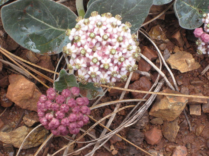 Serpentine milkweed: Asclepias solanoana in Shasta-Trinity National Forest