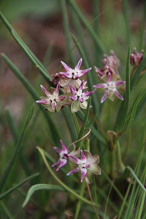 Asclepias stellifera: Asclepias stellifera in bloom