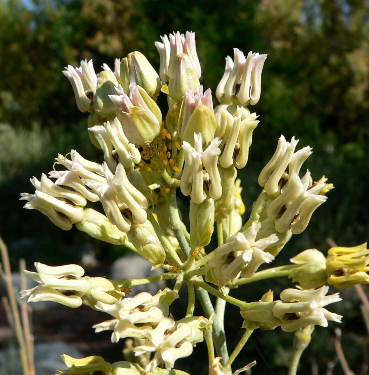 Rush milkweed: Photo of Asclepias subulata flowers at the Springs Preserve garden in Las Vegas