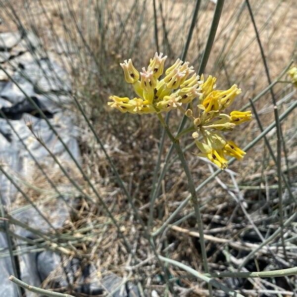 Rush milkweed (Asclepias subulata)