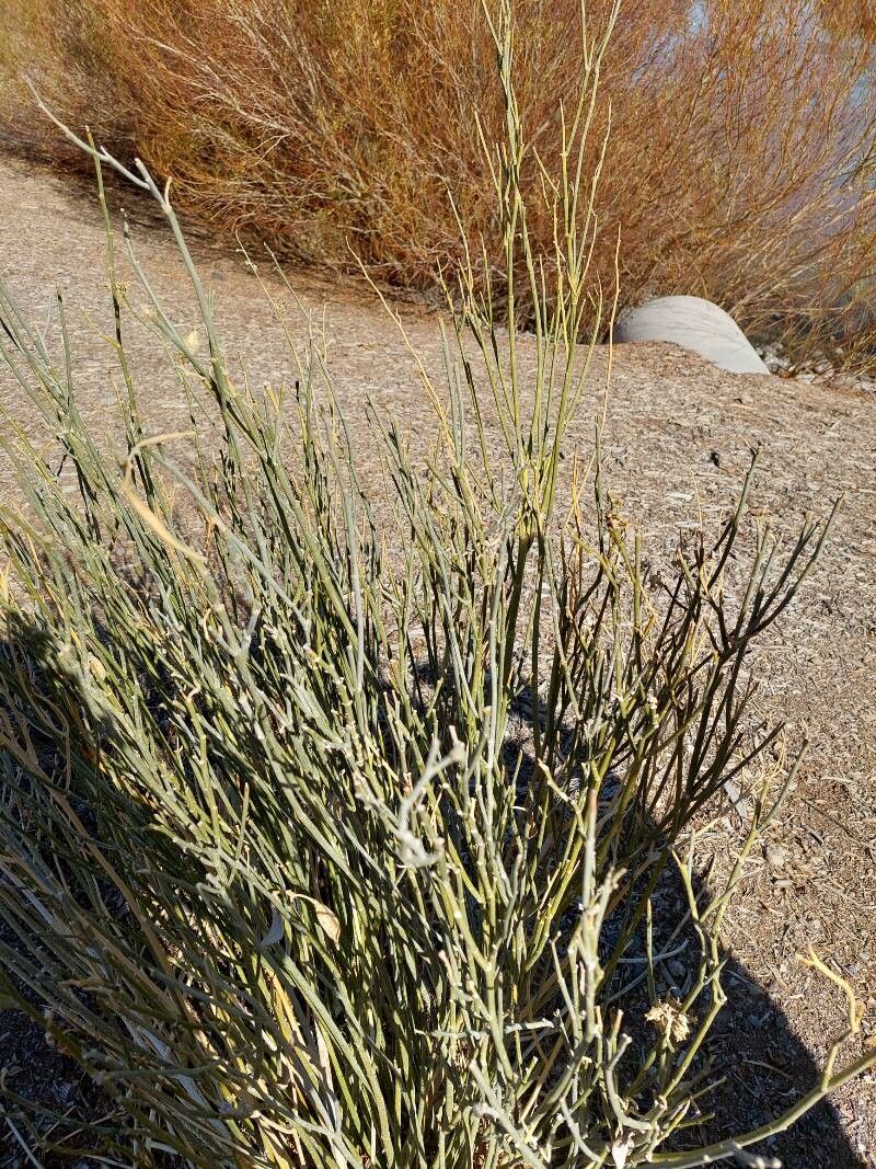 Rush milkweed (Asclepias subulata)