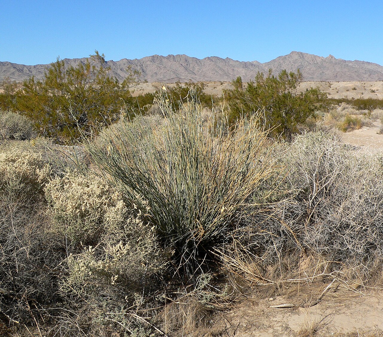 Rush milkweed: Asclepias subulata in wash east of the Dead Mountains near junction of Needles Highway and River Road, southern California