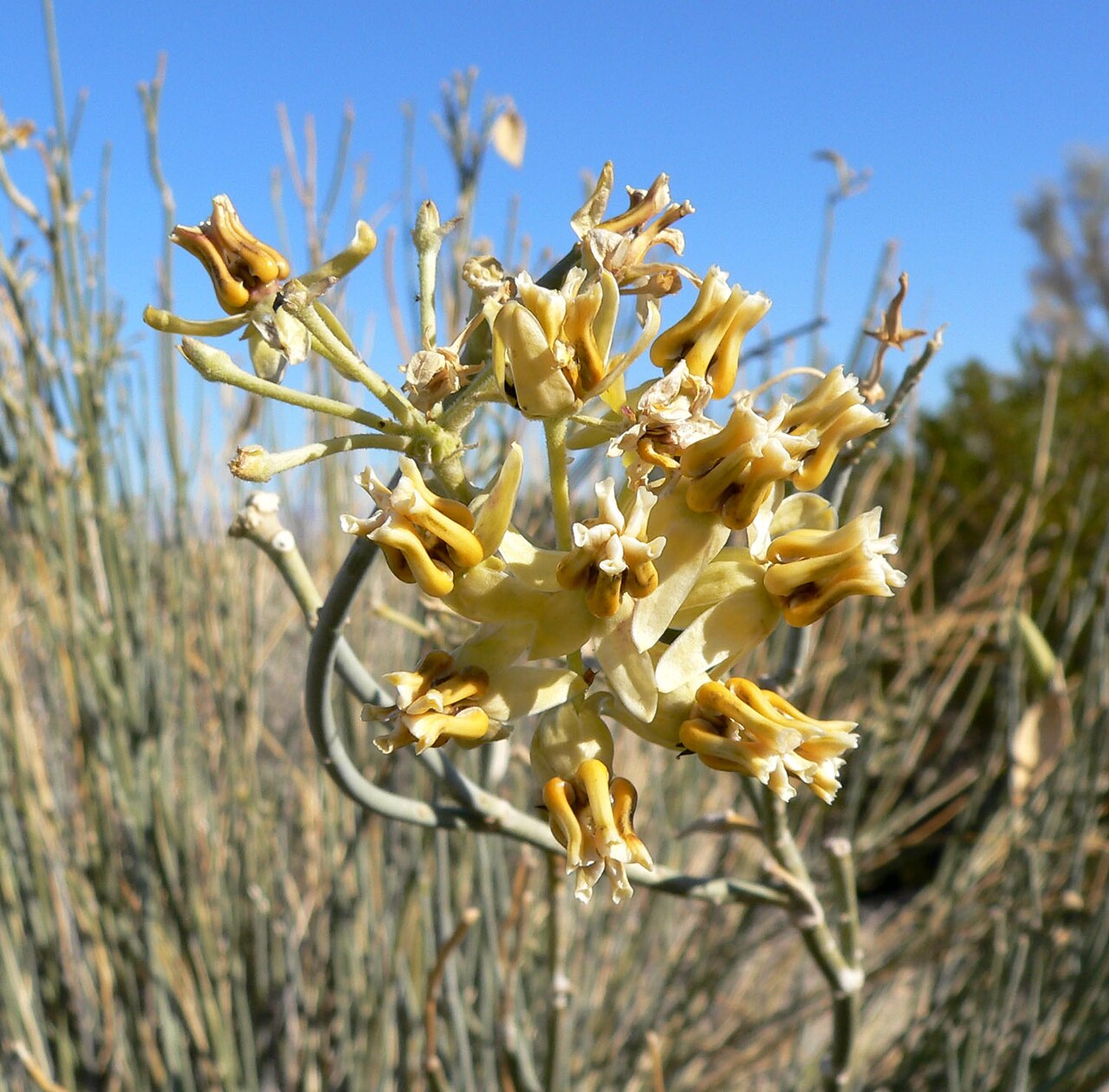 Rush milkweed: Asclepias subulata in wash east of the Dead Mountains near junction of Needles Highway and River Road, southern California