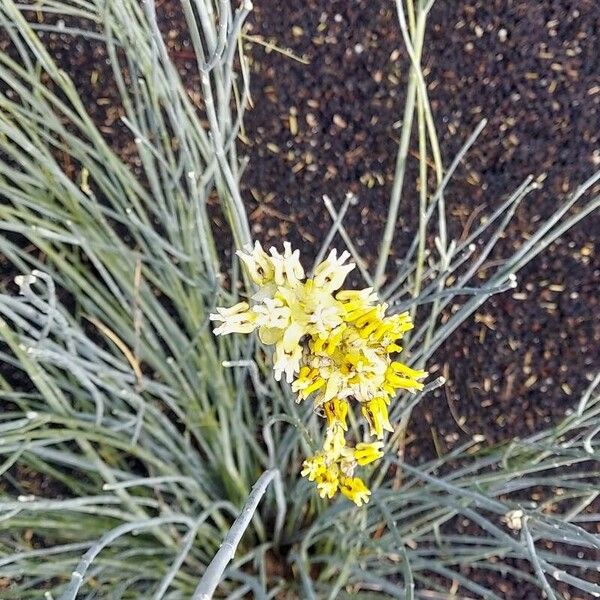 Rush milkweed (Asclepias subulata)