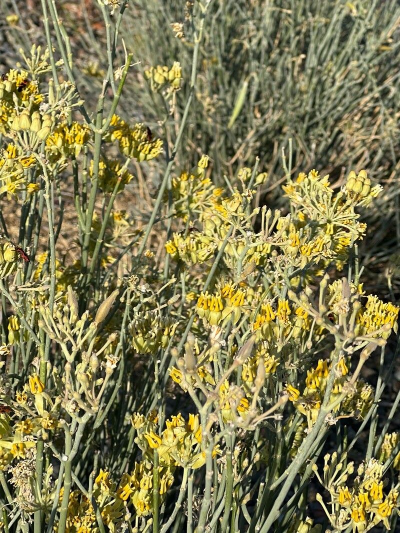 Rush milkweed (Asclepias subulata)