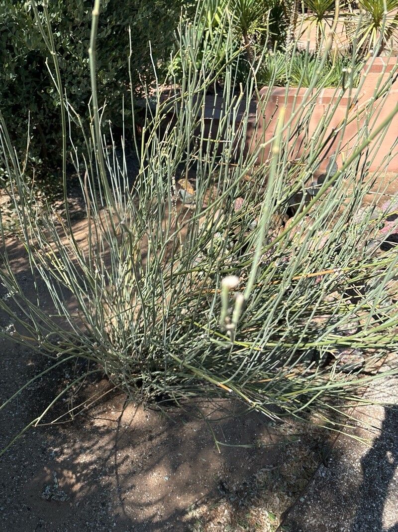 Rush milkweed (Asclepias subulata)