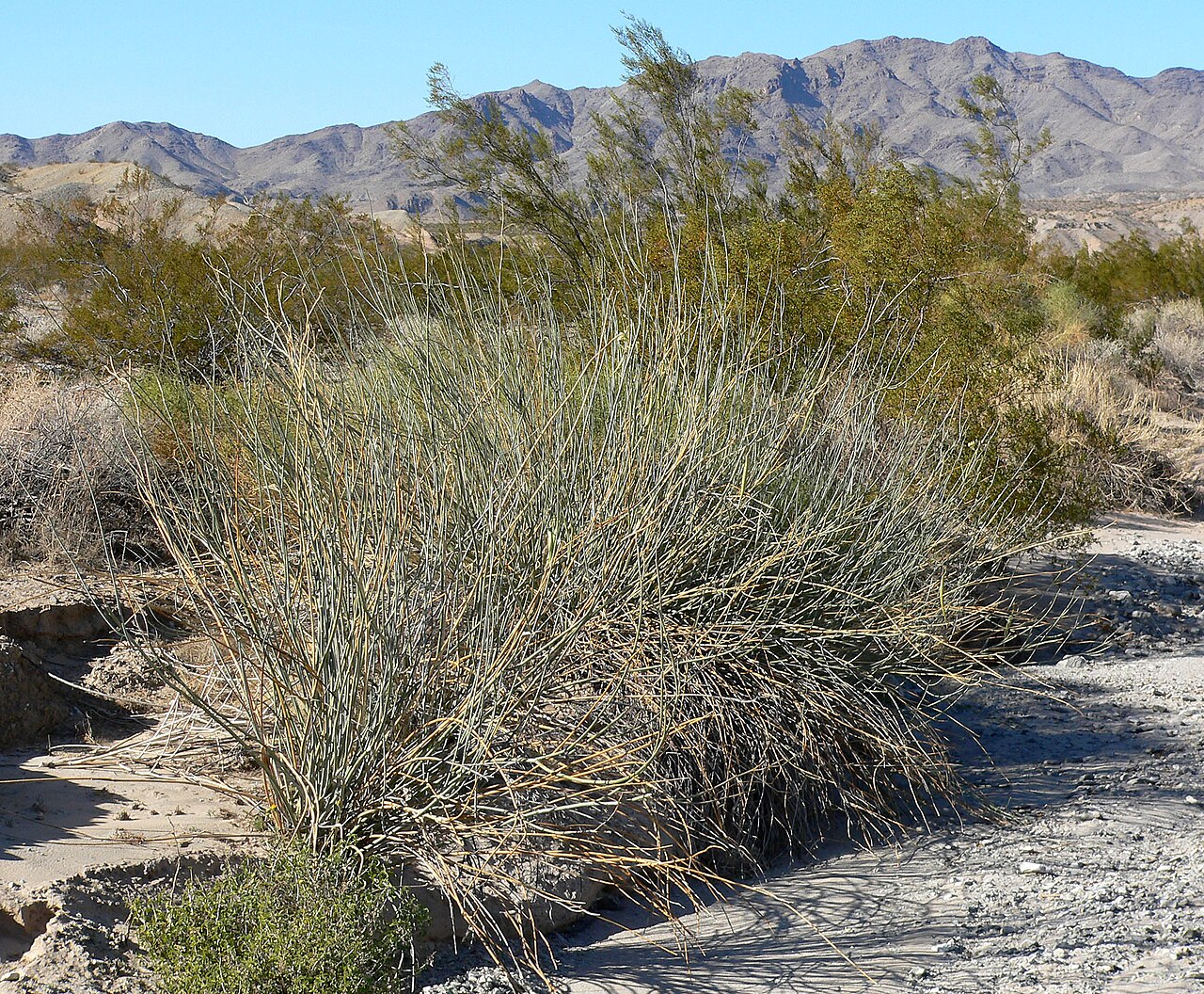 Rush milkweed: Asclepias subulata in wash east of the Dead Mountains near junction of Needles Highway and River Road, southern California