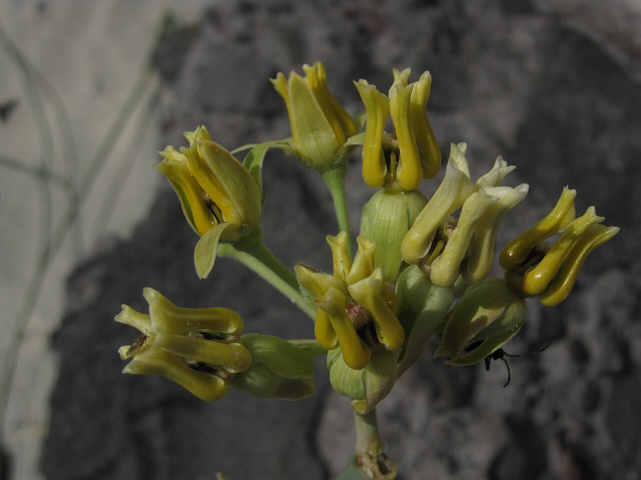 Rush milkweed: Asclepias subulata