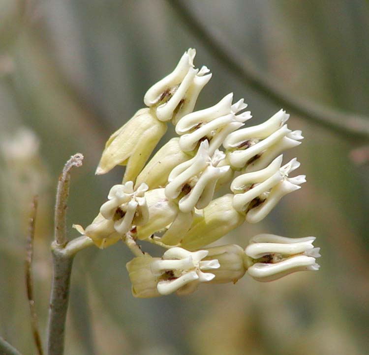 Rush milkweed: Photo of Asclepias subulata (desert milkweed) at the Desert Demonstration Garden in Las Vegas