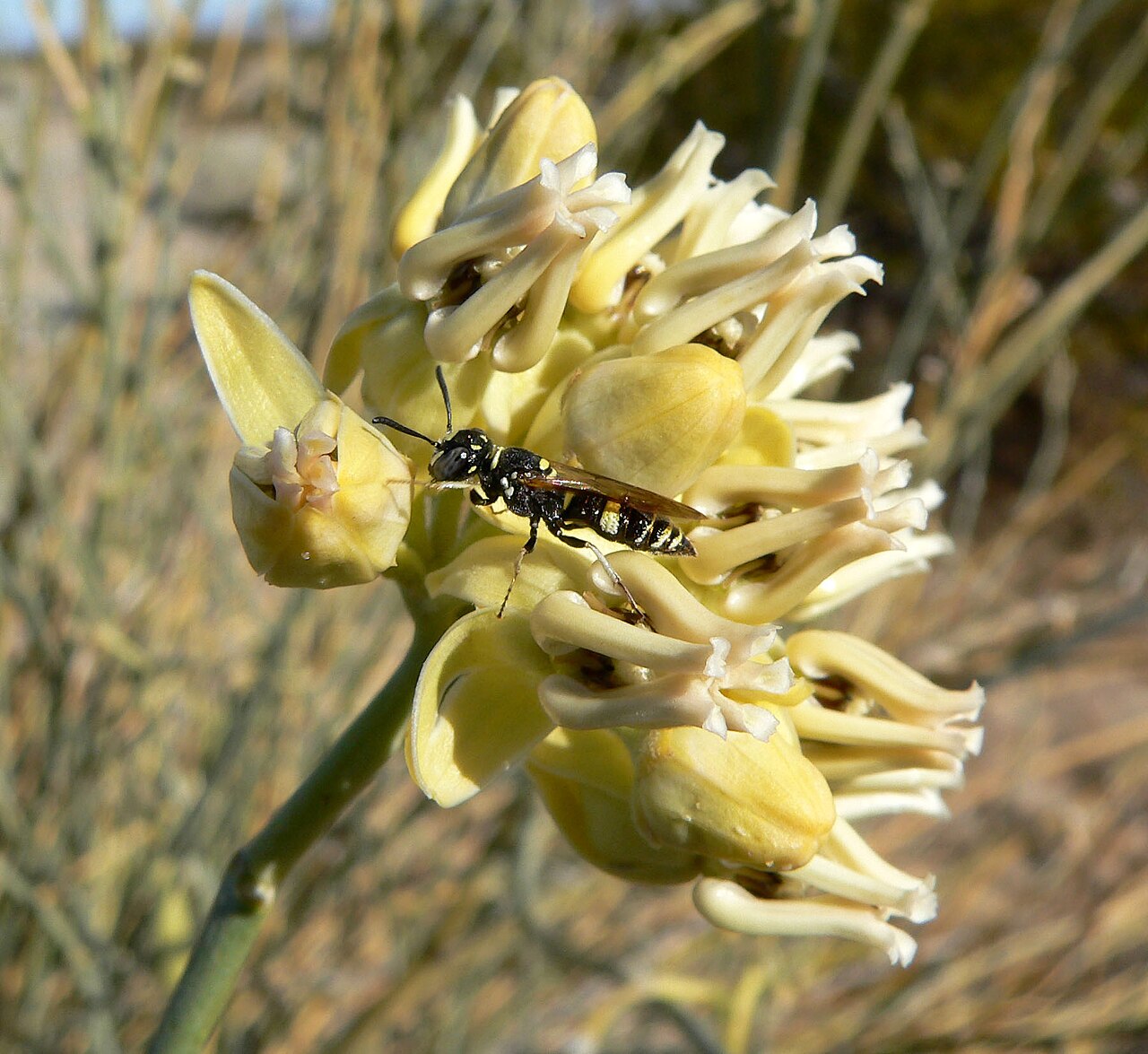 Rush milkweed: Asclepias subulata with wasp in wash east of the Dead Mountains near junction of Needles Highway and River Road, southern California