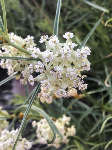 Horsetail milkweed (Asclepias subverticillata)
