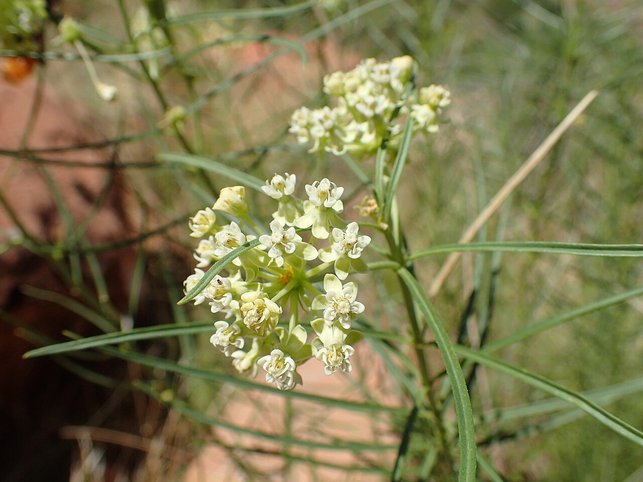 Horsetail milkweed: Asclepias subverticillata over Pine Creek valley in Zion NP, Utah, USA