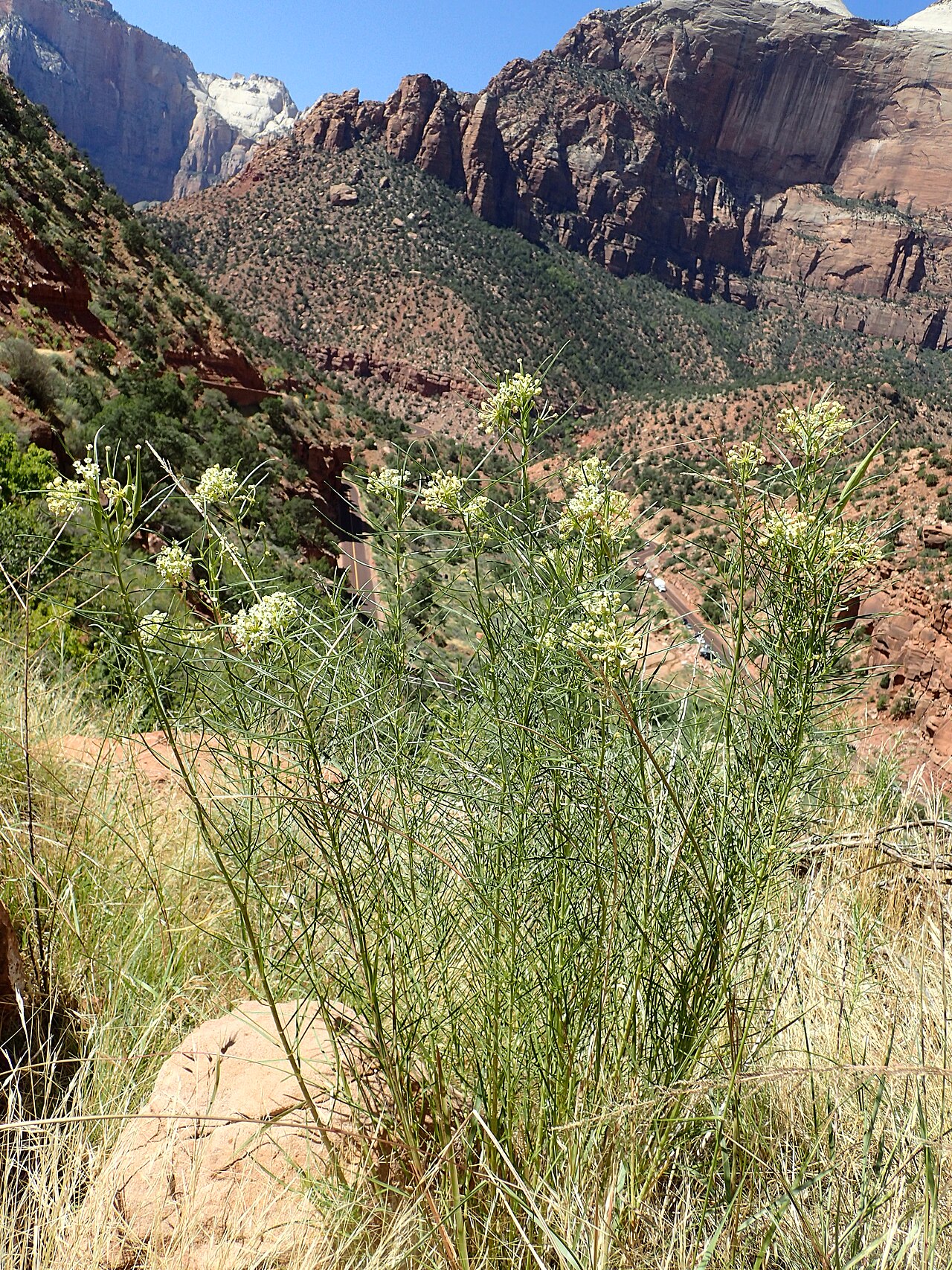 Horsetail milkweed: Asclepias subverticillata over Pine Creek valley in Zion NP, Utah, USA