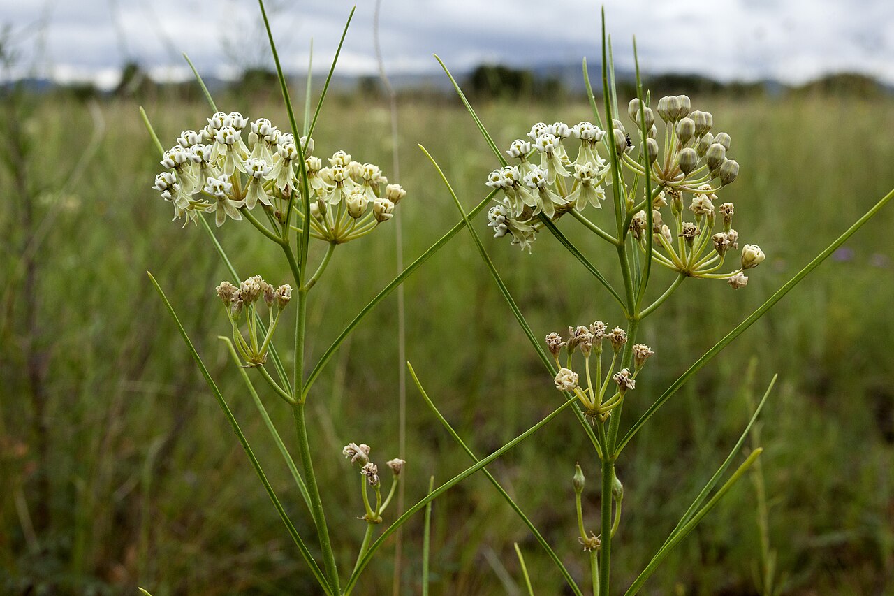 Horsetail milkweed: Asclepias subverticillata , south of the Pinos Altos Range and east-northeast of Silver City near Fort Bayard, west of Cameron Creek and north-northeast of Snak