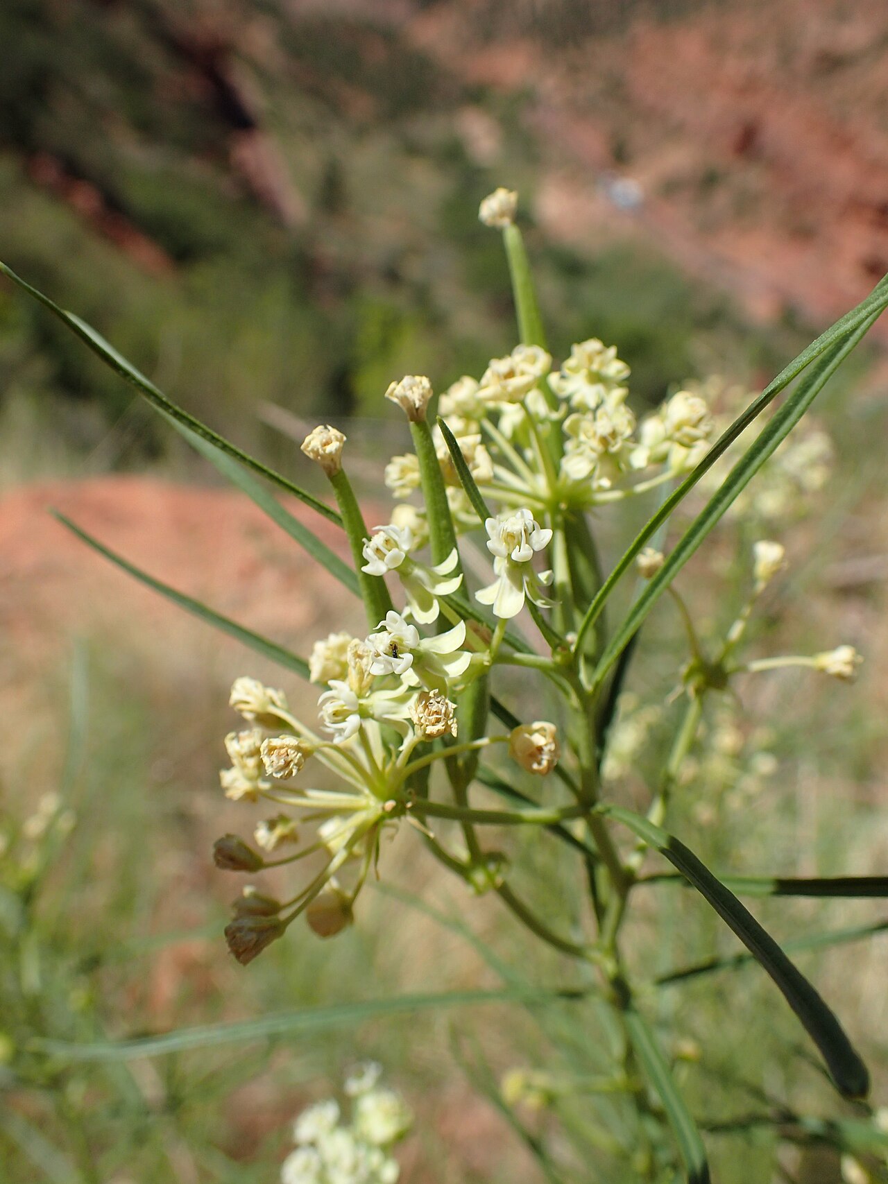 Horsetail milkweed: Asclepias subverticillata over Pine Creek valley in Zion NP, Utah, USA