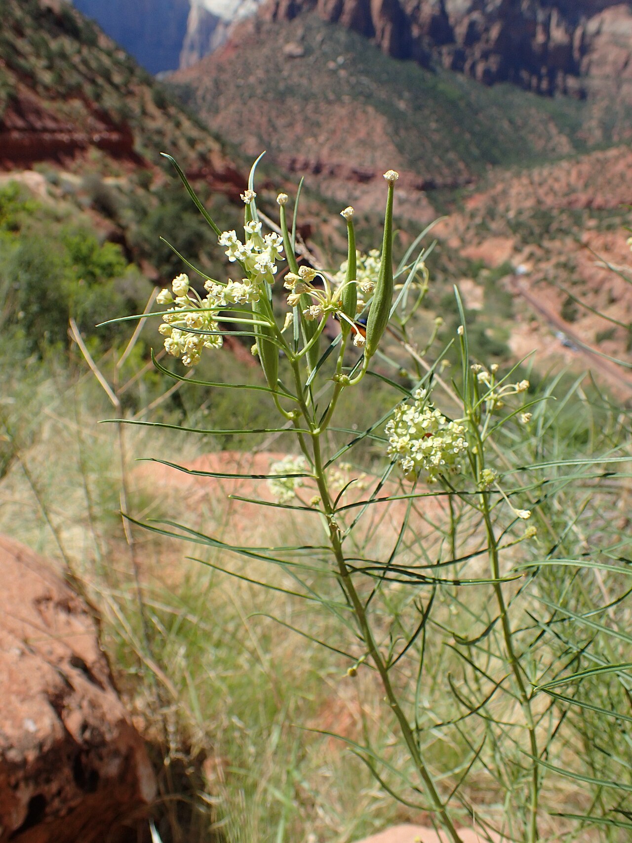 Horsetail milkweed: Asclepias subverticillata over Pine Creek valley in Zion NP, Utah, USA