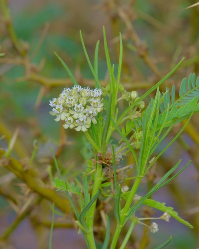 Horsetail milkweed (Asclepias subverticillata)