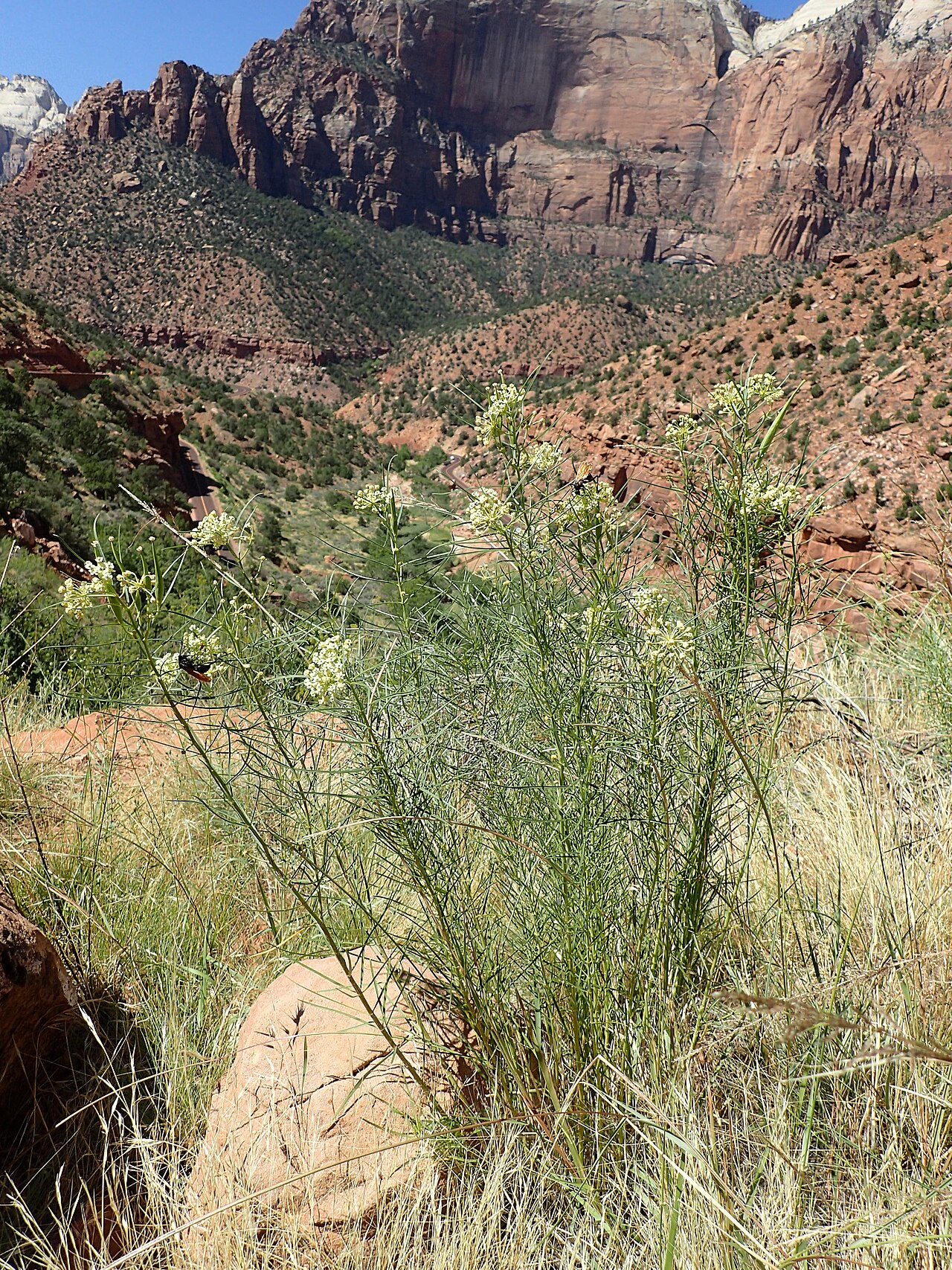 Horsetail milkweed: Asclepias subverticillata over Pine Creek valley in Zion NP, Utah, USA