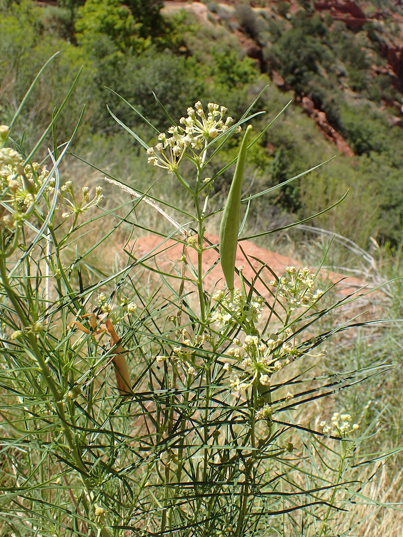 Horsetail milkweed: Asclepias subverticillata over Pine Creek valley in Zion NP, Utah, USA