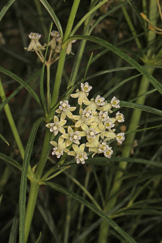 Horsetail milkweed (Asclepias subverticillata)