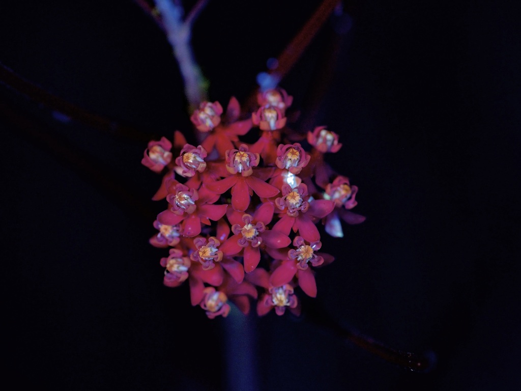 Horsetail milkweed (Asclepias subverticillata)