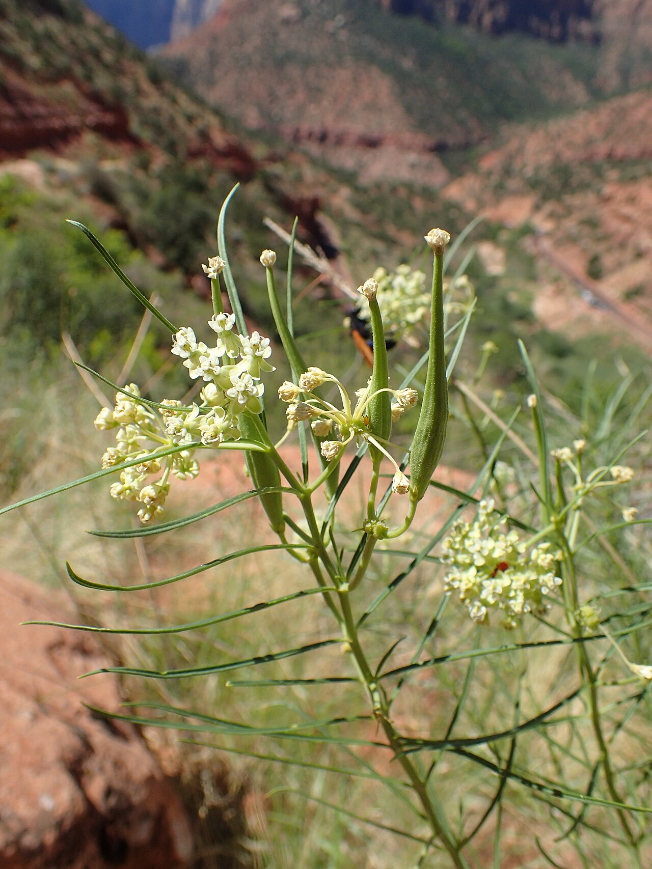 Horsetail milkweed: Asclepias subverticillata over Pine Creek valley in Zion NP, Utah, USA
