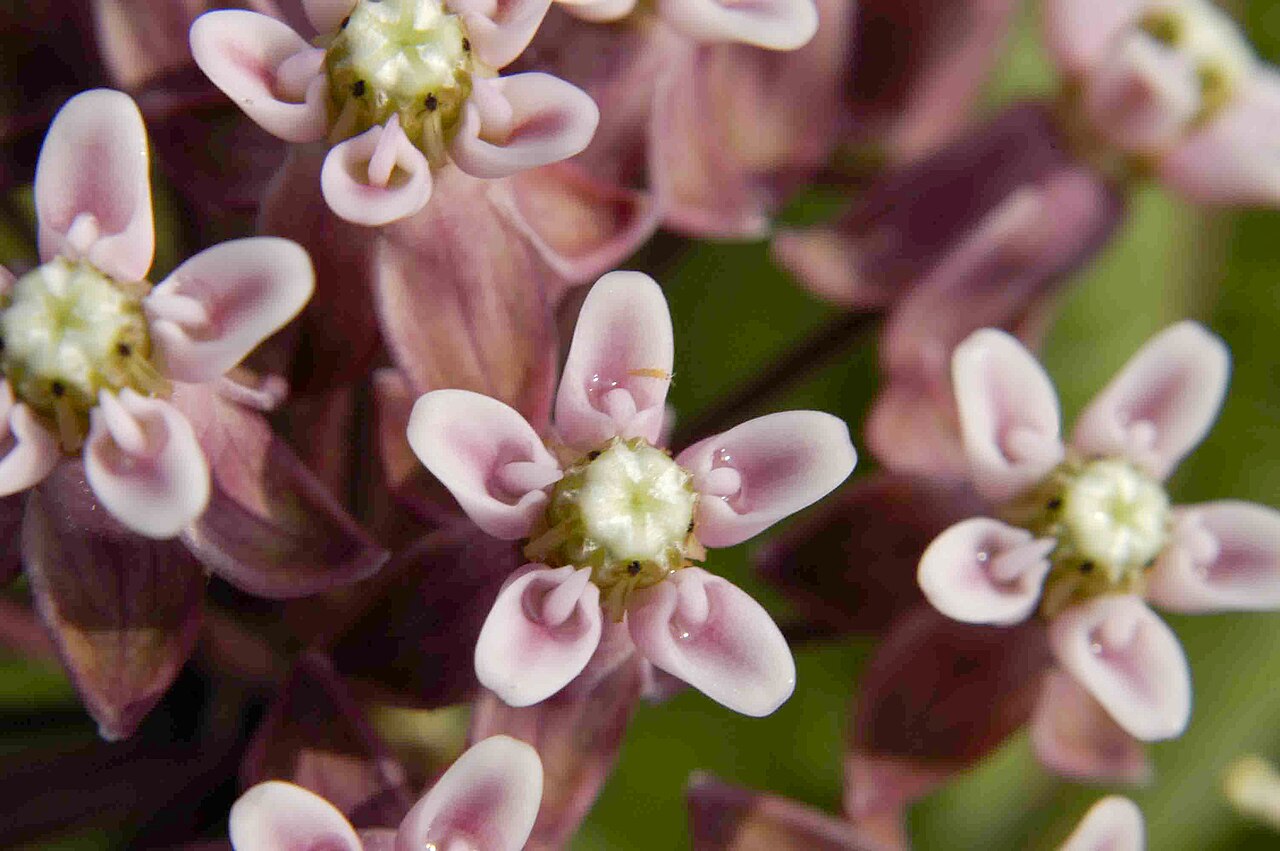 Prairie milkweed: Asclepias sullivantii at the James Woodworth Prairie Preserve