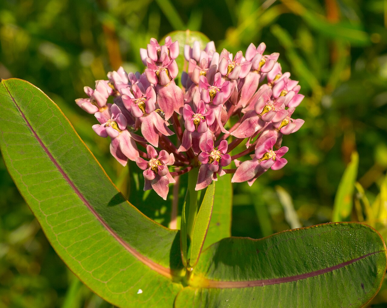 Prairie milkweed: A Wisconsin Threatened Species Faville Prairie Wisconsin State Natural Area #3 Jefferson County