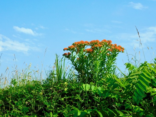 Butterfly milkweed