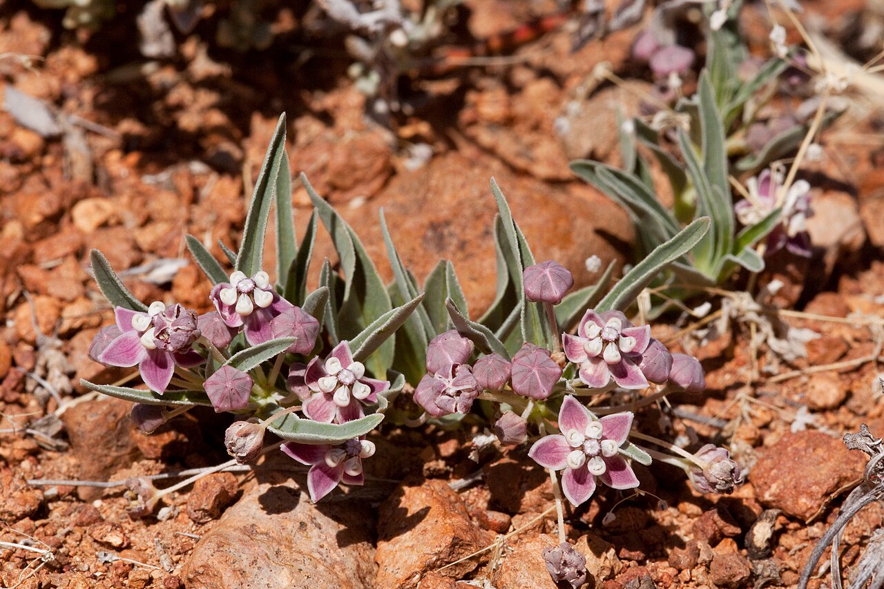 Wheel milkweed: Asclepias uncialis northeast of Moon Ranch between Little Dry Creek and Sacaton Creek, 33.169 -108.748, Grant County, New Mexico, 29 Mar 2014.