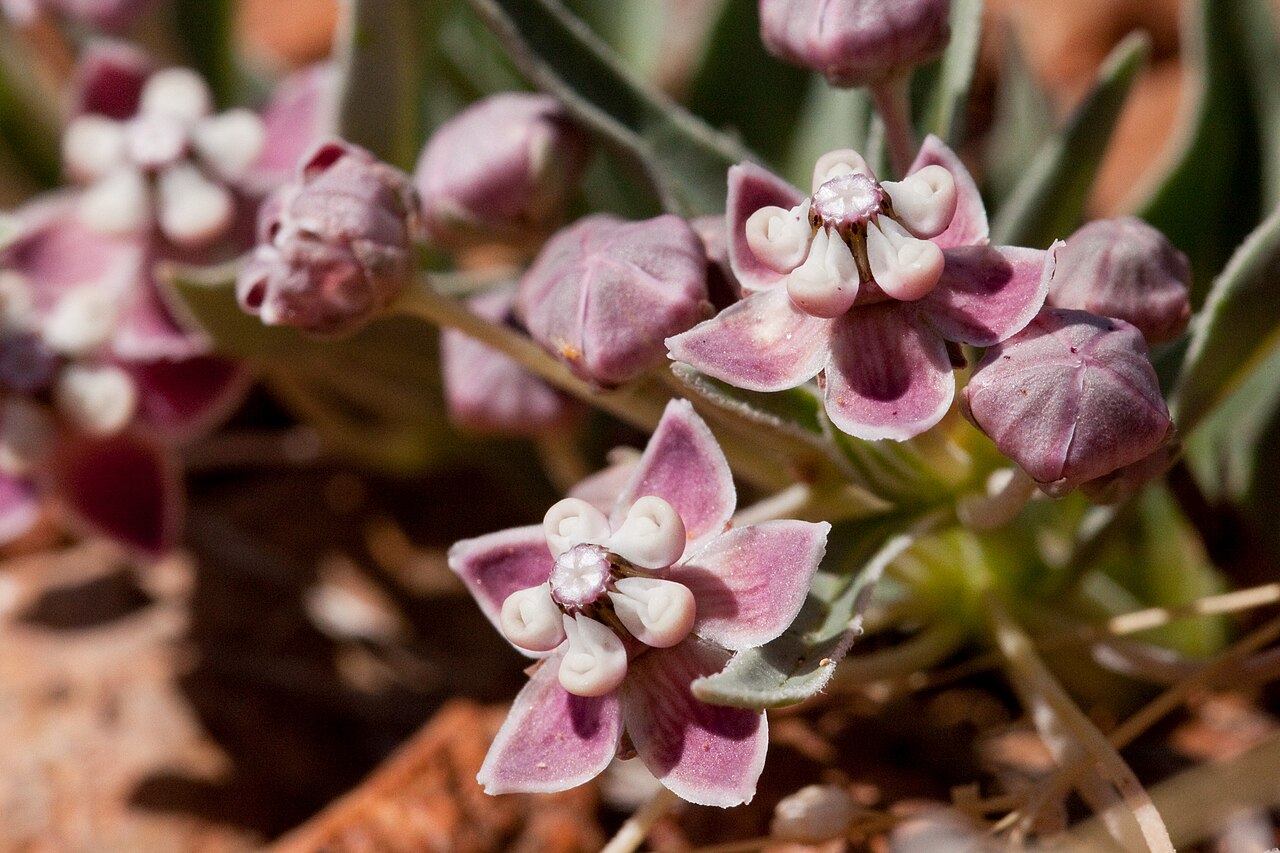 Wheel milkweed: Asclepias uncialis northeast of Moon Ranch between Little Dry Creek and Sacaton Creek, 33.169 -108.748, Grant County, New Mexico, 29 Mar 2014.