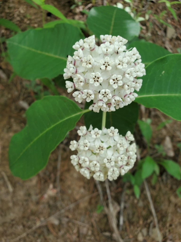 Redring milkweed (Asclepias variegata)