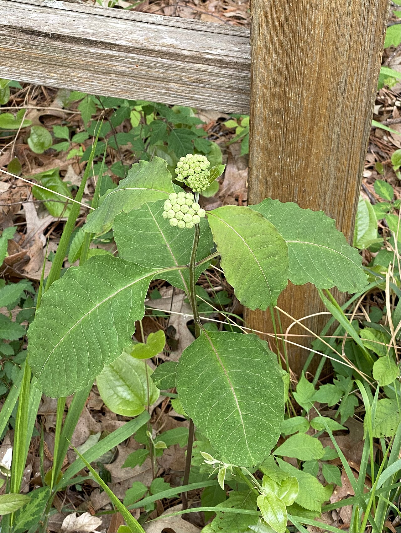 Redring milkweed: Redring milkweed, Martin Dies, Jr. State Park, Jasper County, April 2022