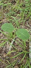 Redring milkweed (Asclepias variegata)
