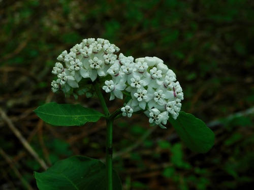 Redring milkweed (Asclepias variegata)