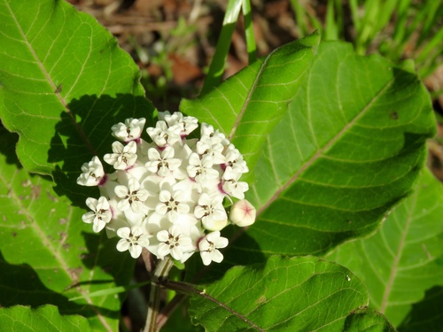 Redring milkweed (Asclepias variegata)