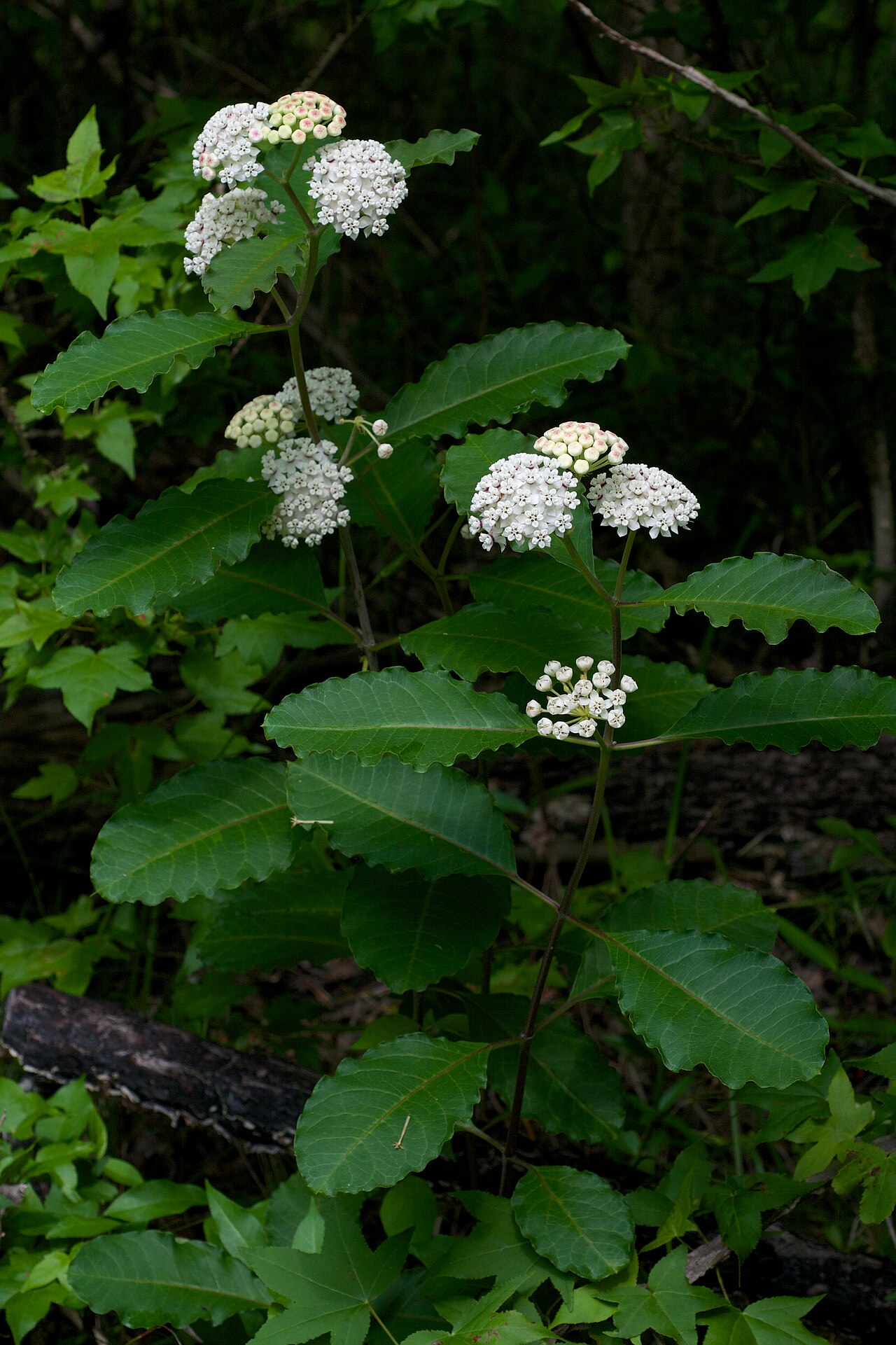 Redring milkweed: Species from Eastern North America Common name: White Milkweed, Redwing Milkweed Photographed in the South Fourche Botanical Area, Ouachita National Forest, Per