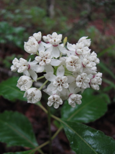 Redring milkweed (Asclepias variegata)