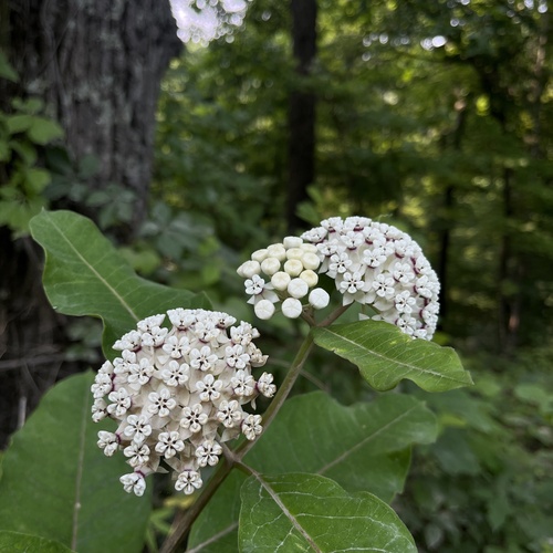 Redring milkweed (Asclepias variegata)