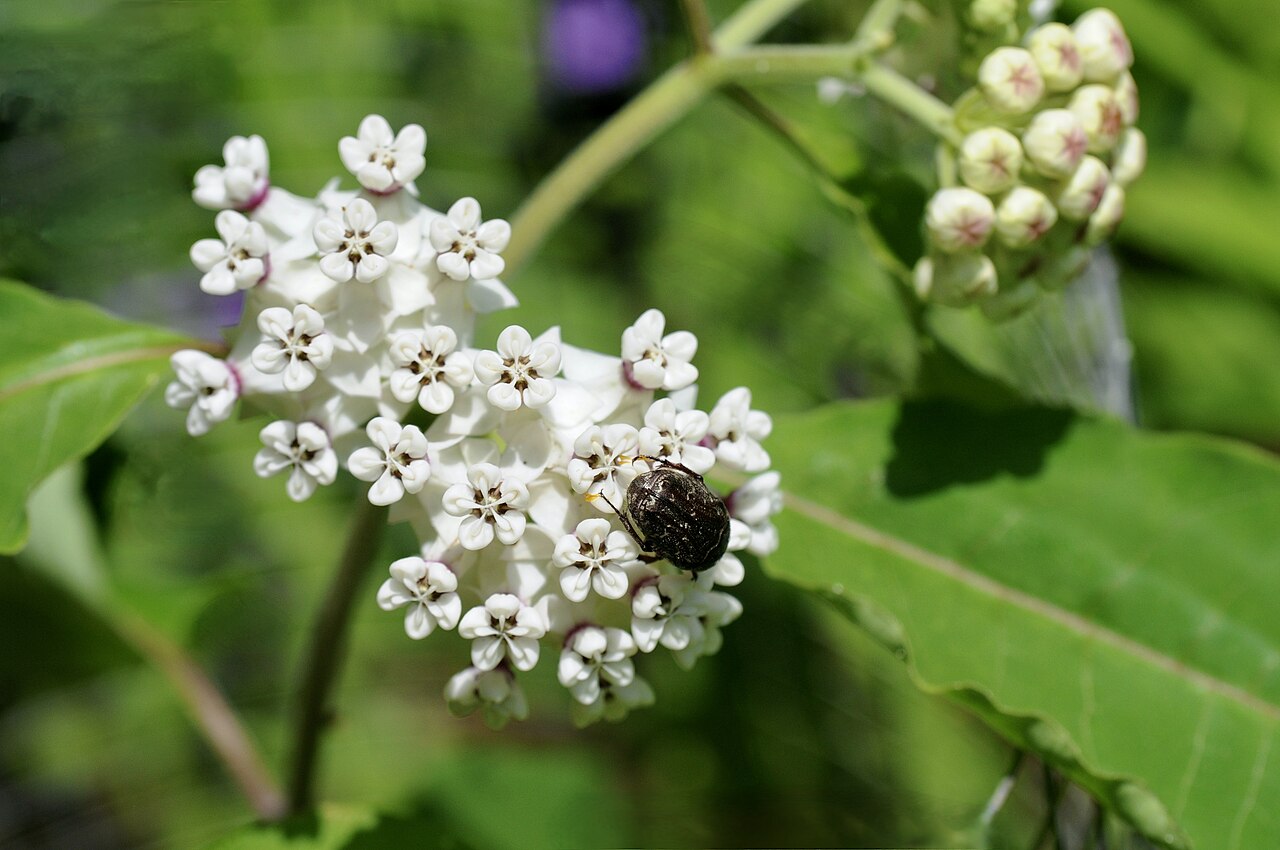 Redring milkweed: Redring milkweed, Atlanta, Cass County, May 2022