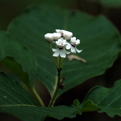 Redring milkweed (Asclepias variegata)