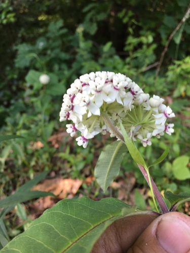 Redring milkweed (Asclepias variegata)