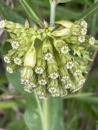 Green comet milkweed (Asclepias viridiflora)