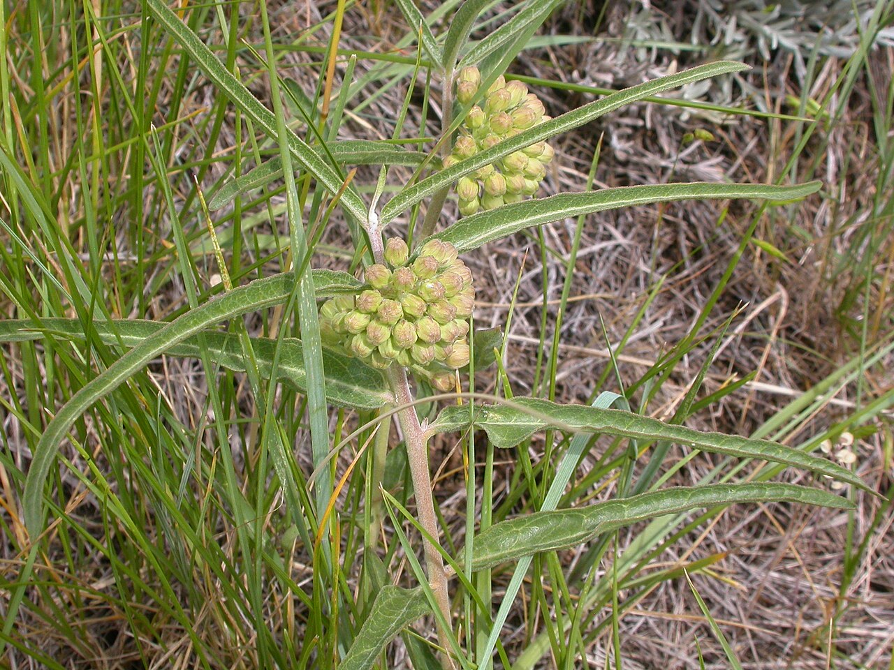 Green comet milkweed: The leaves can sometimes be narrow or lanceolate.